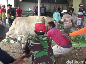 Seekor Sapi Kurban di Lumajang Mengamuk Saat Hendak Disembelih