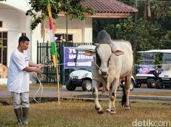 Hukum Berkurban bagi Orang Islam Menurut 4 Mazhab