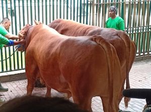 Sapi Limosin Jokowi Jadi Hewan Kurban Pertama yang Disembelih di Istiqlal Sapi Limosin Jokowi Jadi Hewan Kurban Pertama yang Disembelih di Istiqlal