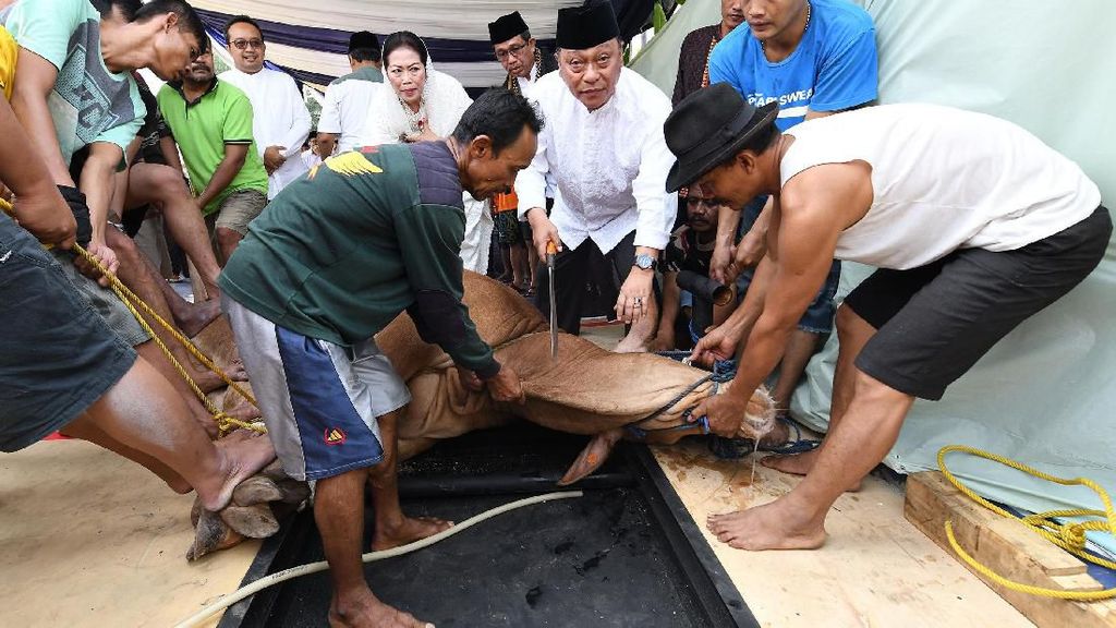 Aksi Dirut BTN Sembelih Hewan Kurban Aksi Dirut BTN Sembelih Hewan Kurban