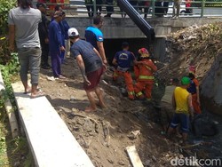 Kaget Dengar Anak Pukul Seng, Sapi Kurban di Surabaya Lompat ke Kali