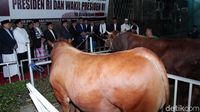 Sapi Limosin Jokowi dan JK Diserahkan ke Masjid Istiqlal