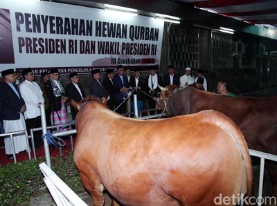Sapi Limosin Jokowi dan JK Diserahkan ke Masjid Istiqlal