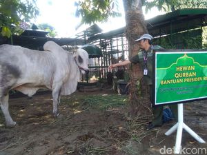 Melihat Penyembelihan Sapi Kurban Jokowi di Istana Kepresidenan Yogya Melihat Penyembelihan Sapi Kurban Jokowi di Istana Kepresidenan Yogya