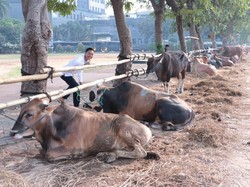 Idul Adha 2019, Polda Metro Kurbankan 67 Sapi dan 15 Kambing