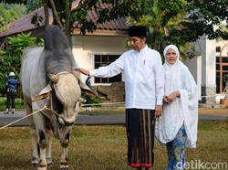 Usai Salat Idul Adha, Jokowi Kurban Sapi di Kebun Raya Bogor