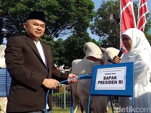 Sapi Sumbangan Jokowi akan Dipotong Besok di Masjid Al Akbar Surabaya Sapi Sumbangan Jokowi akan Dipotong Besok di Masjid Al Akbar Surabaya