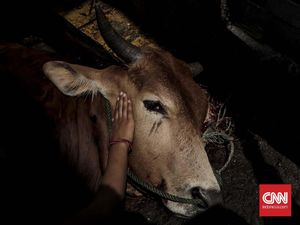 Idul Adha, ACT Sebar Hewan Kurban ke Penjuru RI dan Dunia