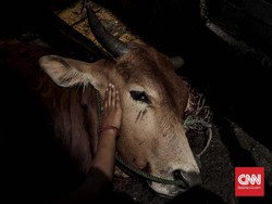 Idul Adha, ACT Sebar Hewan Kurban ke Penjuru RI dan Dunia