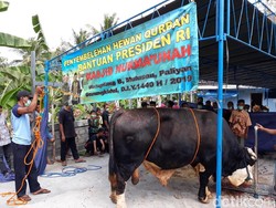 Sapi Kurban Jokowi di Gunungkidul Berontak, Seorang Warga Cedera