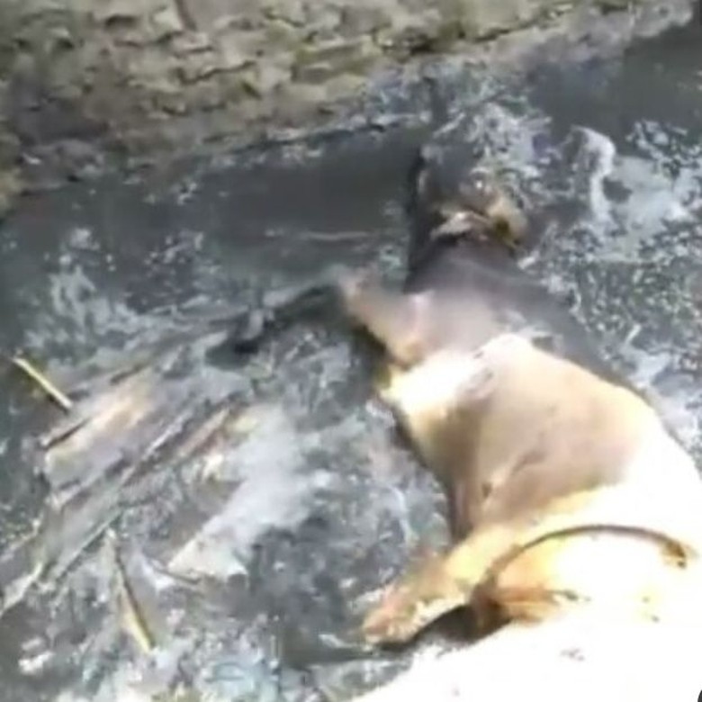 Sebelum Disembelih Sapi Masuk Bengkel hingga Nyungseb ke Sungai di Bandung