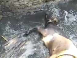 Sebelum Disembelih Sapi Masuk Bengkel hingga Nyungseb ke Sungai di Bandung