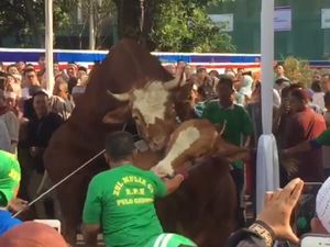 Jadi Pusat Perhatian, Sapi Milik Jokowi dan JK Sempat Beraksi