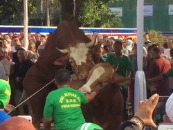 Jadi Pusat Perhatian, Sapi Milik Jokowi dan JK Sempat Beraksi