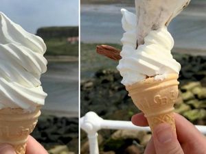 Apes! Ini Detik-detik Es krim Seorang Pria Direbut Burung Camar