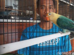 Harga Love Bird Anjlok, Peternak Kecil Terpaksa Gulung Tikar