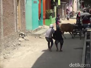 Video Sapi Ngamuk di Polman, 2 Motor Rusak Video Sapi Ngamuk di Polman, 2 Motor Rusak
