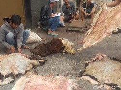 Pasokan Kulit Melimpah Usai Idul Adha, Perajin di Garut Tak Mau Beli Banyak