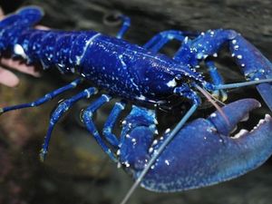 Temukan Lobster Cotton Candy yang Langka, Nelayan Ini Ogah Memasaknya