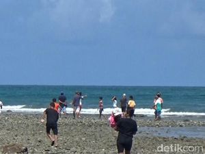 Buaya Berenang di Pinggir Pantai Bikin Panik Warga Maluku Tengah