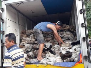 Menengok Pengepul Kulit Hewan Kurban di Bekasi yang Eksis Sejak 1997 Menengok Pengepul Kulit Hewan Kurban di Bekasi yang Eksis Sejak 1997