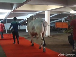 Sapi Kurban Jokowi Dituntun Melalui Red Carpet Sebelum Disembelih
