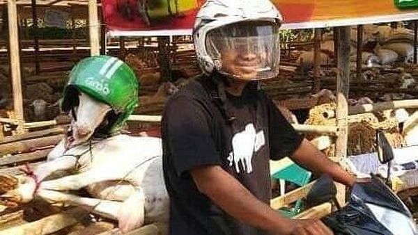 Uniknya Potret Muslim Saat Bawa Hewan Kurban, Ada yang Naik Bajaj dan Ojol