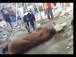 Detik-detik Jagal Meninggal Saat Hendak Sembelih Sapi Kurban