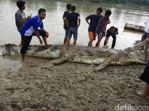 Dianggap Meresahkan, Buaya di Jambi Mati Ditembak Warga Dianggap Meresahkan, Buaya di Jambi Mati Ditembak Warga