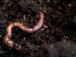 Landak hingga Plasenta Kuda Jadi Makanan Sehat di Zaman Kuno