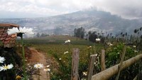 7 Tempat Wisata Pegunungan Sejuk di Jawa Tengah Selain Dieng