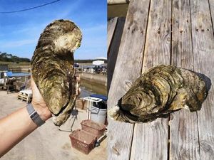 Wouw! Tiram Raksasa Berusia 15 Tahun Ini Ditemukan di Prancis