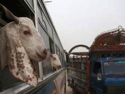 Masih Pandemi, Distribusi Kurban Diprioritaskan ke Wilayah Terdampak