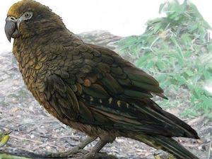 Fosil Burung Nuri Setinggi Satu Meter Ditemukan di Selandia Baru