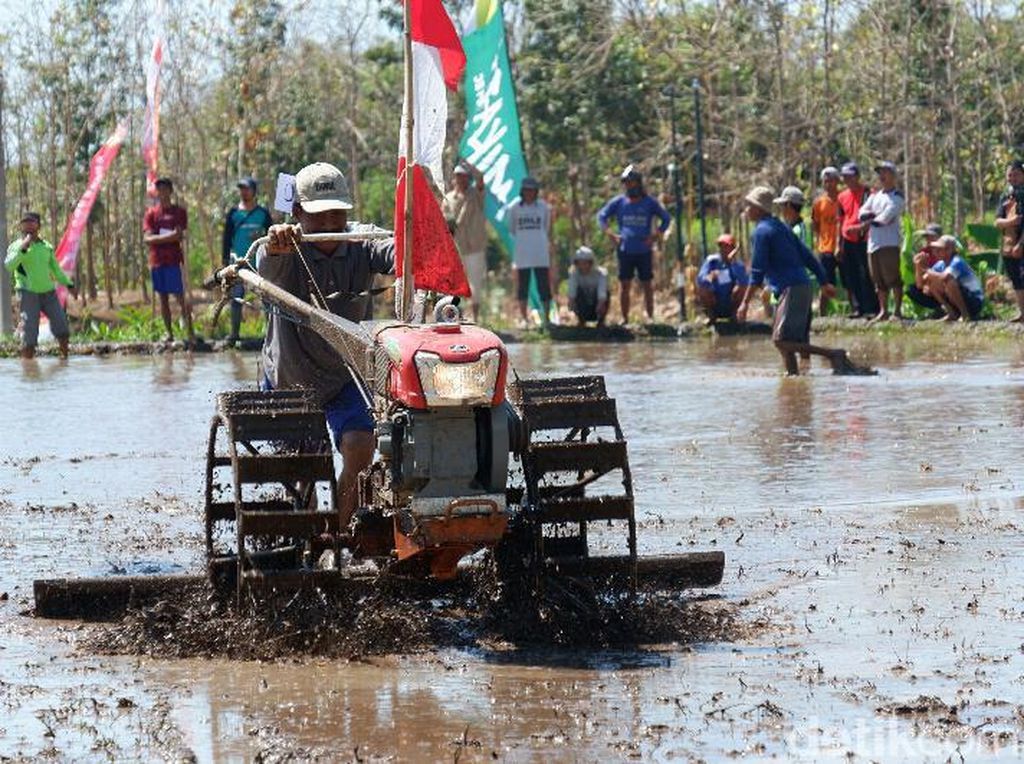 Unik! Petani di Banyuwangi Gelar Lomba Balap Traktor Peringati HUT RI