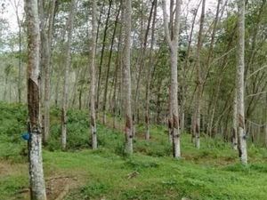 Wisata ke Kebun Karet di Bulukumba