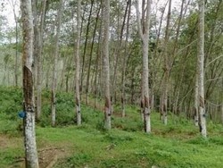 Wisata ke Kebun Karet di Bulukumba