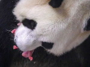 Langka! Panda Lahirkan Bayi Kembar Jantan dan Betina di Belgia