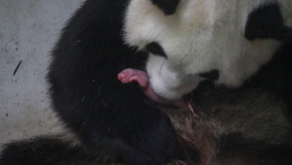 Momen Langka, Panda di Belgia Lahirkan Bayi Kembar Jantan dan Betina