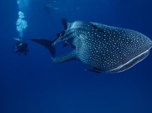 Orang Bugis, Pengembara Laut yang Hidup Berdampingan dengan Hiu Paus Orang Bugis, Pengembara Laut yang Hidup Berdampingan dengan Hiu Paus