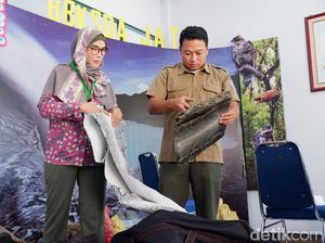 BKSDA Jatim Gagalkan Pengiriman Ratusan Kulit Ular Sanca ke Turki