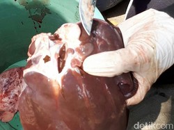 Daging Kurban Boleh Dibagikan Matang, MUI Contohkan Arab Saudi