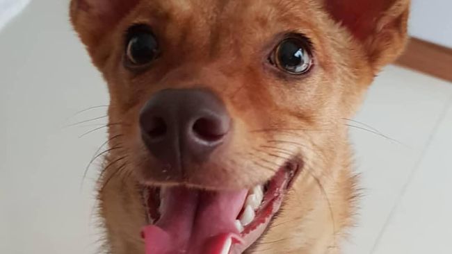 Berita Polisi Memburu Penembak Brutal Anjing Beedo Minggu 15 Desember 2019 Berita Polisi Memburu Penembak Brutal Anjing Beedo Minggu 15 Desember 2019
