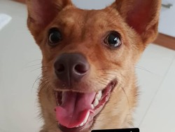 Penembak Beedo Juga Sempat Todong Adik Ipar Pemilik Anjing