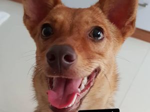 Pelaku Penembakan Brutal Anjing Beedo Ditangkap Polisi! Pelaku Penembakan Brutal Anjing Beedo Ditangkap Polisi!