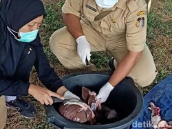 Di Blitar Ditemukan Banyak Jeroan Daging Kurban Terpapar Penyakit