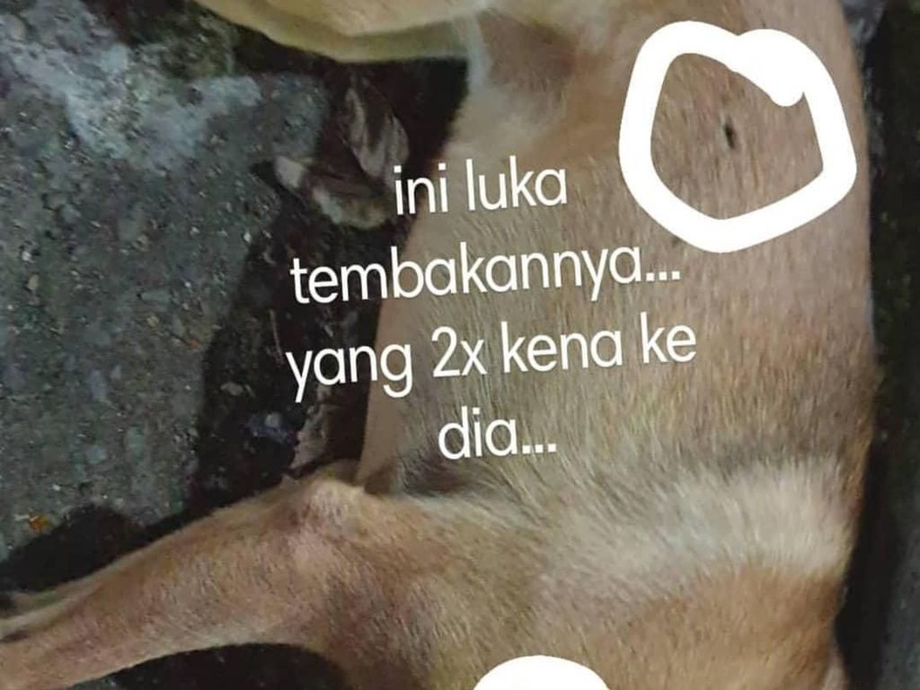 Anjing Beedo Tewas Setelah Ditembak Senapan Angin Secara Brutal Anjing Beedo Tewas Setelah Ditembak Senapan Angin Secara Brutal