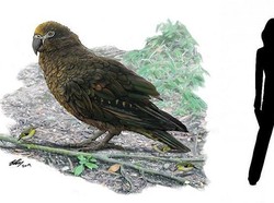 Ilmuwan Temukan Sisa Nuri Raksasa Setinggi Bocah