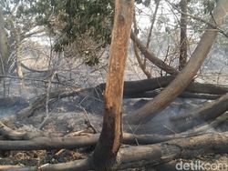 Bakar Lahan 1,5 Hektare di Riau, Pelaku Mengaku Ingin Usir Monyet