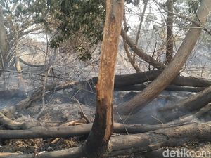 Bakar Lahan 1,5 Hektare di Riau, Pelaku Mengaku Ingin Usir Monyet Bakar Lahan 1,5 Hektare di Riau, Pelaku Mengaku Ingin Usir Monyet
